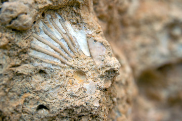 Fossil