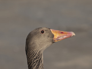 gęś gęgawa © ANA2