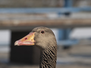 gęś gęgawa © ANA2