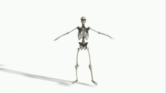 Skelett macht Gymnastik