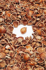 Pile of cracked hazelnut shells surrounding whole kernel