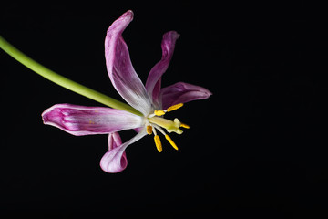 withering violet tulip flower against black background