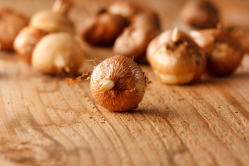 Obraz premium flower bulbs on the table