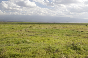 Obraz premium Amboseli National Park, Kenya