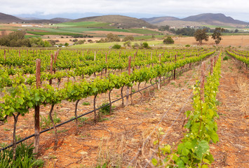Fototapeta na wymiar Vineyard in South Africa with rows of plants