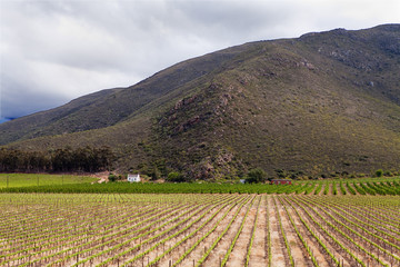 Small white house in vineyard with mountains in background