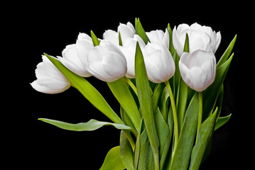 white tulips isolated on black