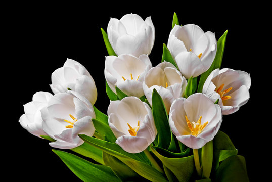 white tulips isolated on black background