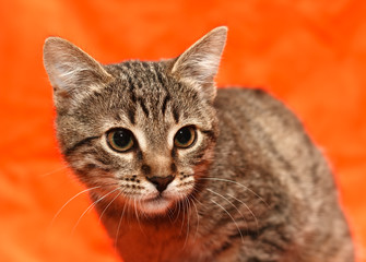 Close up of tabby cat