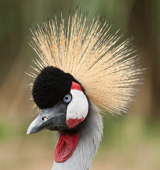 Crowned crane 9206