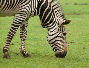 Fototapeta na wymiar zebra feeding 9572