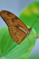 Brauner Schmetterling auf grünem Blatt