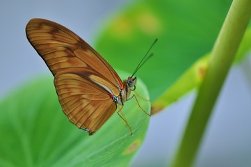 Fototapeta na wymiar Brauner Schmetterling auf grünem Blatt