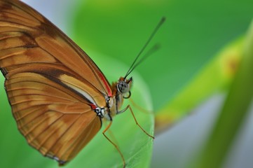brauner Schmetterling auf grünem Blatt