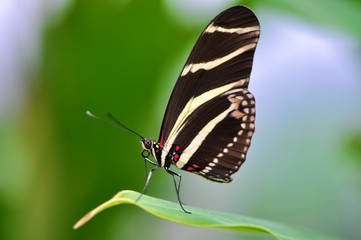 Obraz na płótnie Canvas Schwarz-weißer Schmetterling auf grünem Blatt