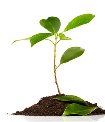 Young green plant on a white background