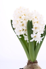White Hyacinth on white background