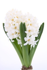 White Hyacinth on white background