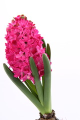 Pink Hyacinth on white background