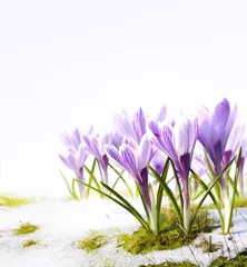 Fotobehang Krokus Art crocus flowers in the snow Thaw  © Konstiantyn