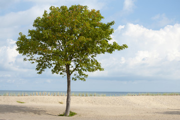 Fototapeta na wymiar Baum an der Küste