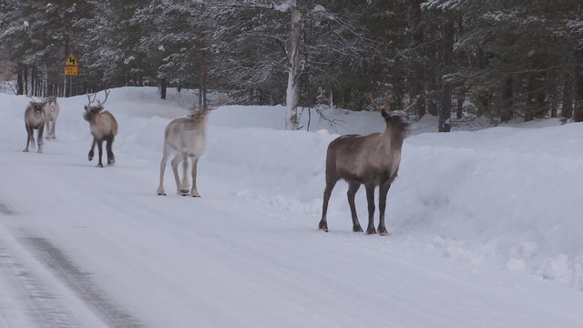 rentiere in schweden