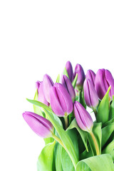 violet tulips