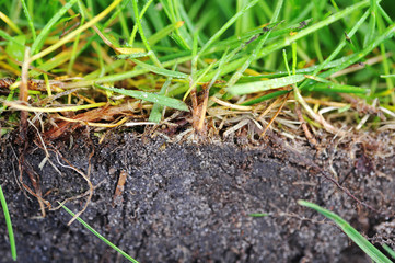 young grass