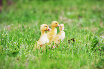 three fluffy chicks