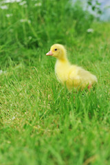 duckling on green grass