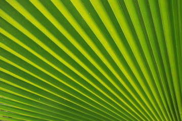 Tropisches Grün Blatt v Fächerpalme Detail