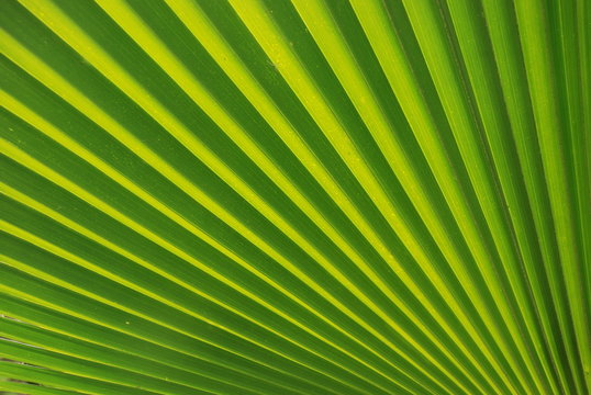 Fototapeta Tropisches Grün Blatt v Fächerpalme Detail