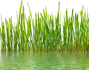 Obraz premium young grass and water