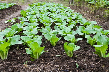 Green leafy vegetables health food.