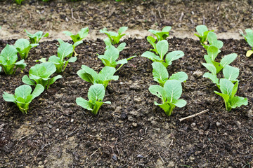 Green leafy vegetables health food.