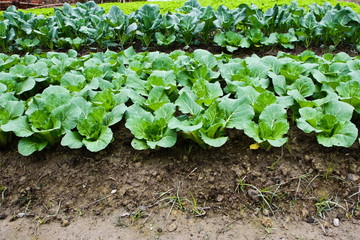 Green leafy vegetables health food.