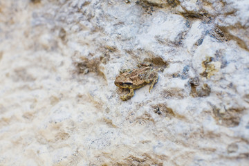SAPO