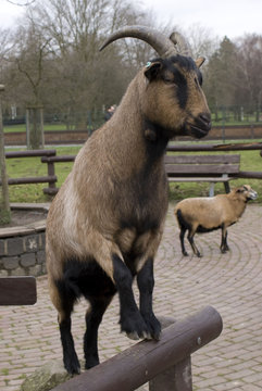 Capra