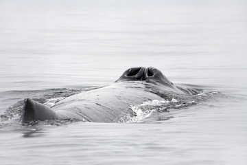 Obraz premium blow-hole of humpback whale