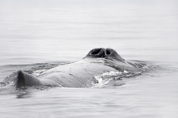 blow-hole of humpback whale