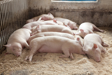 Свиньи на свиноферме.