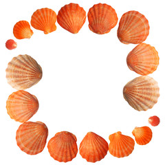 Seashells frame - 30249054
