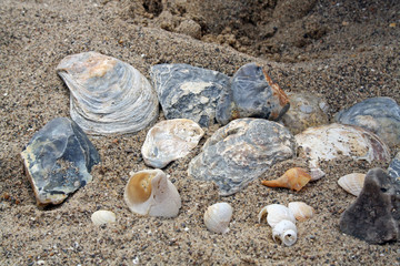 Fototapeta na wymiar sea shells 1