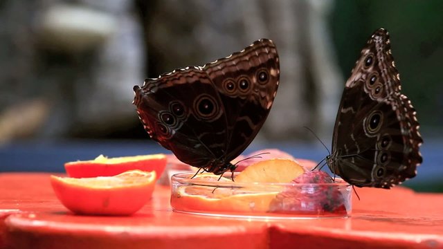 Schmetterling Video
