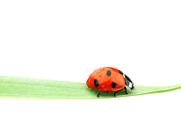 ladybug on grass