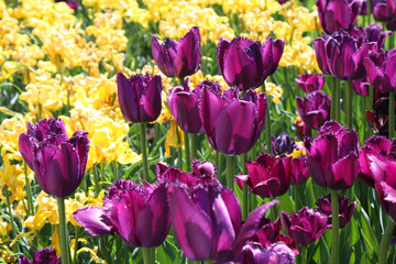 Violet and yellow tulips