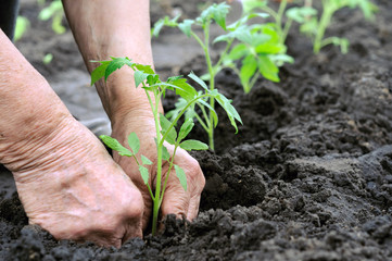 planting a tomatoes seedling