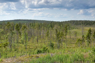 Таёжные дали.
