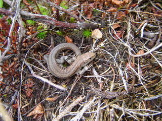 Waldeidechse (Zootoca vivipara)