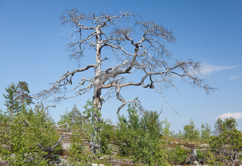 Тайга над Белым морем. © mvi690